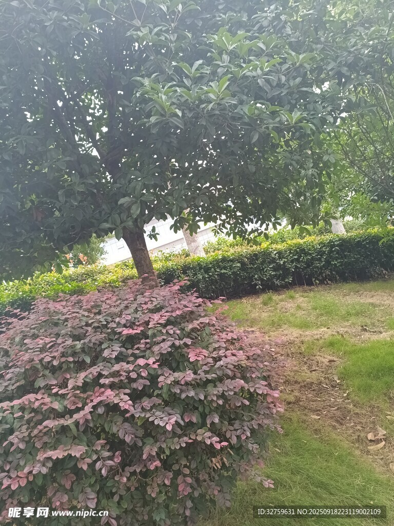 园林绿植景观