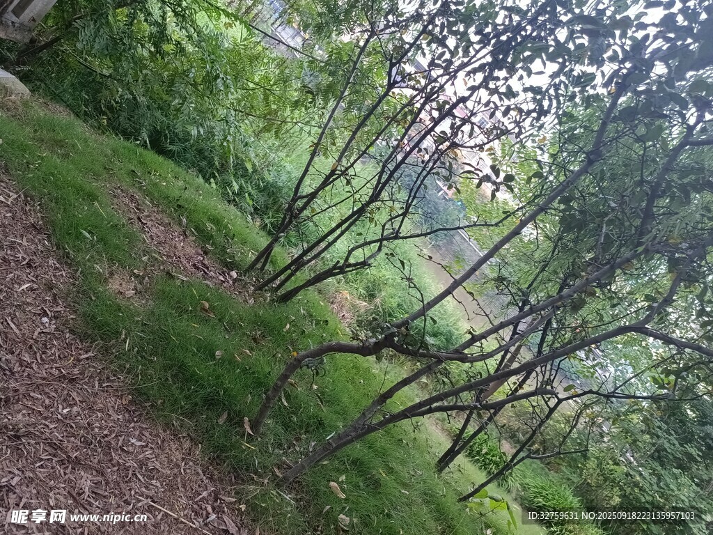 林间小径 