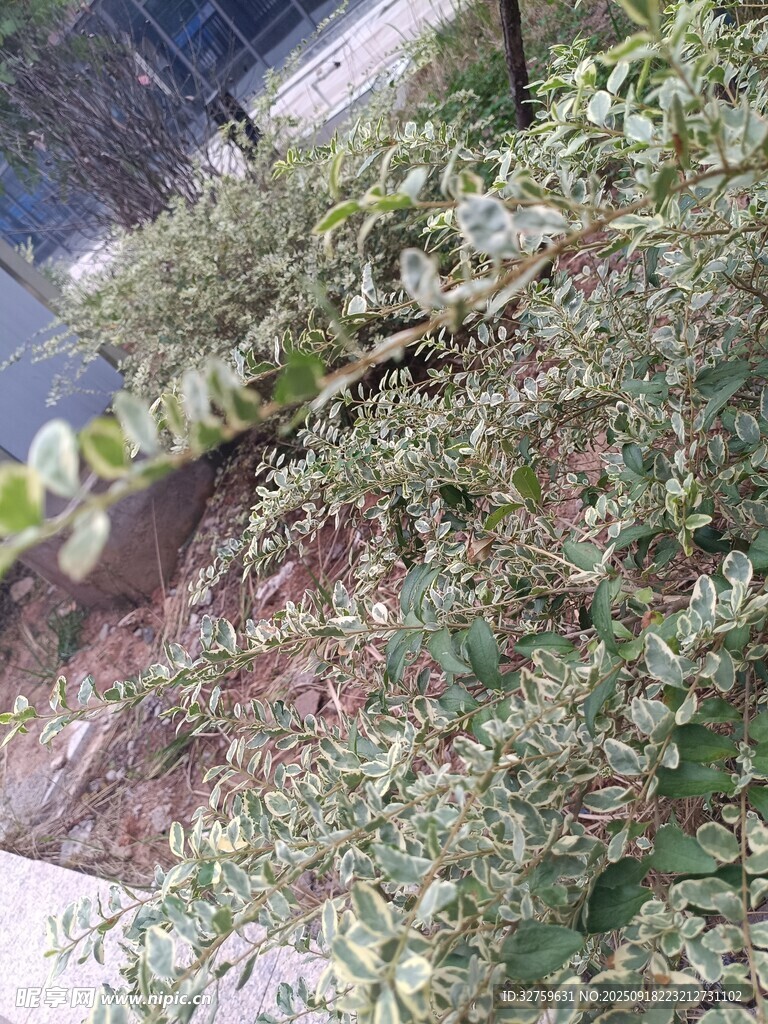 路边绿植丛中的蜥蜴