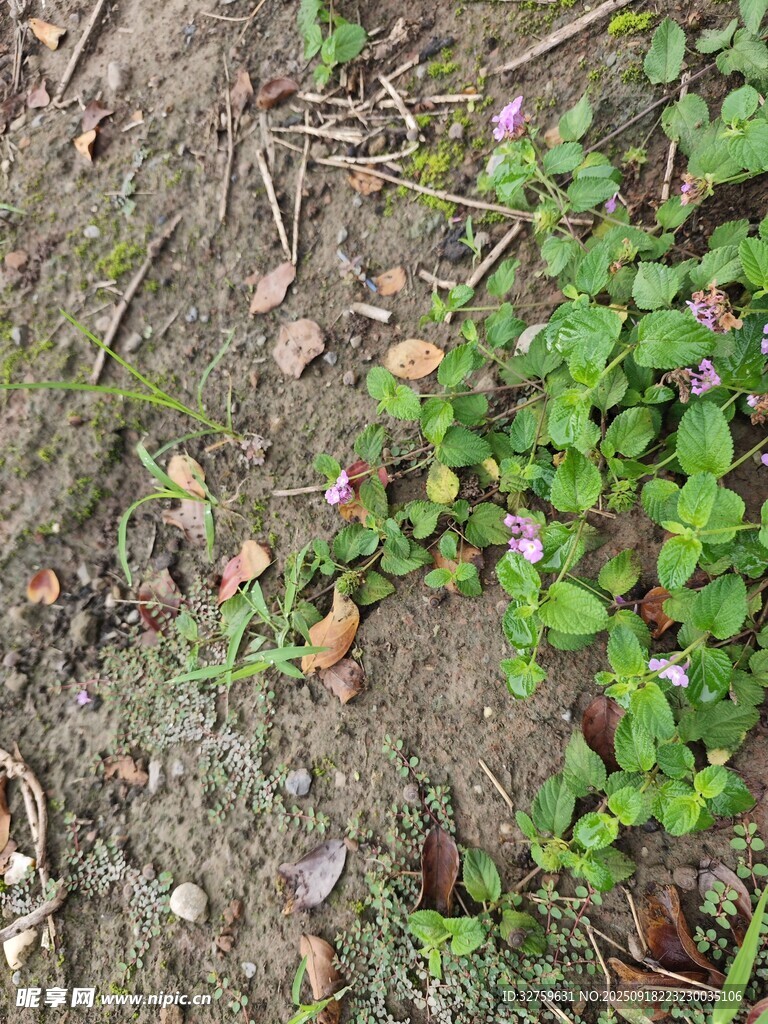 地面上的绿色植物与枯叶