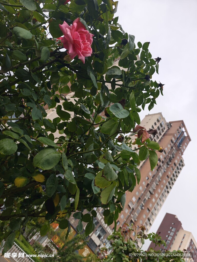 城市中绽放的艳丽花朵
