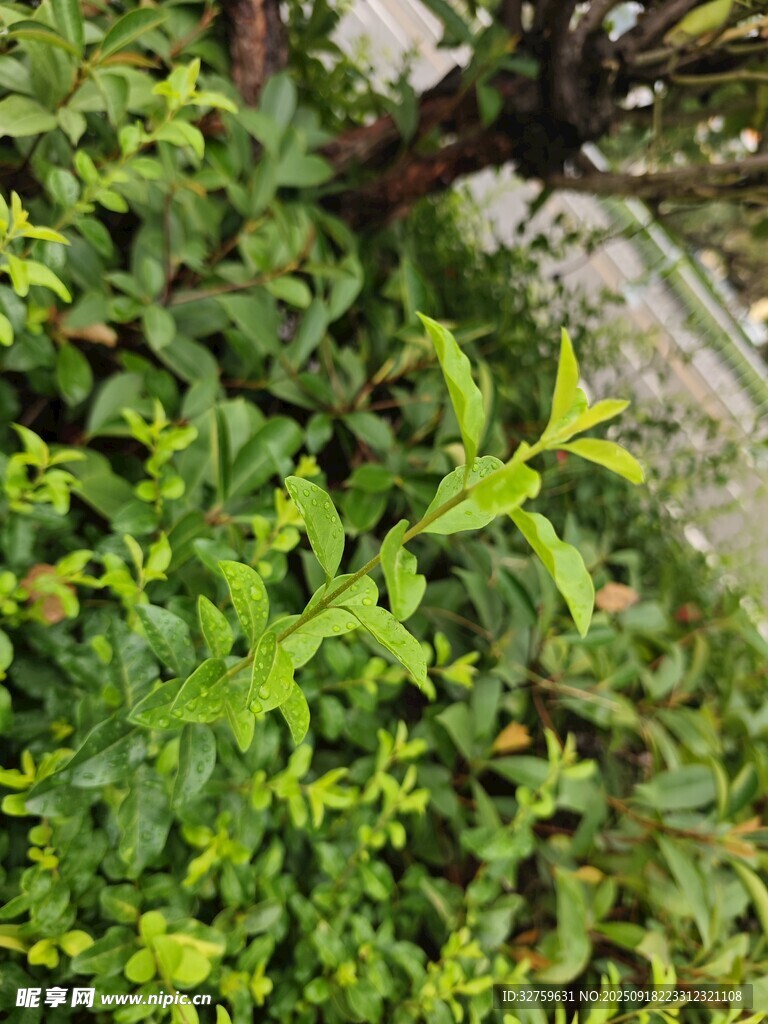 繁茂绿植景观