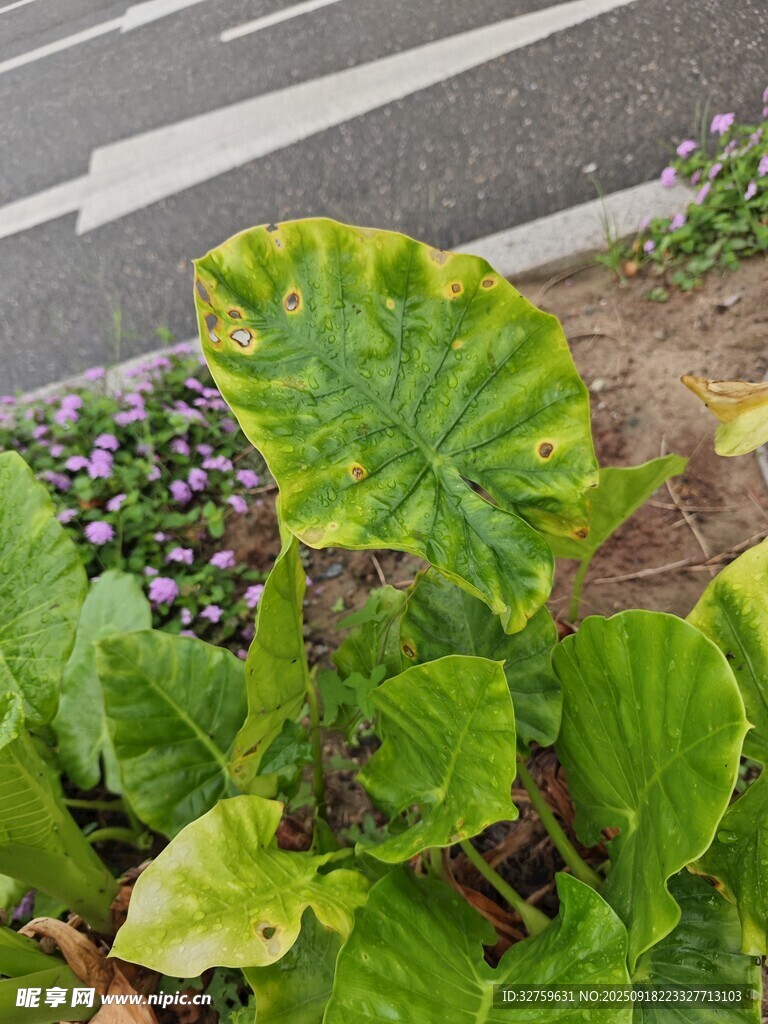 路边翠绿的大叶片植物