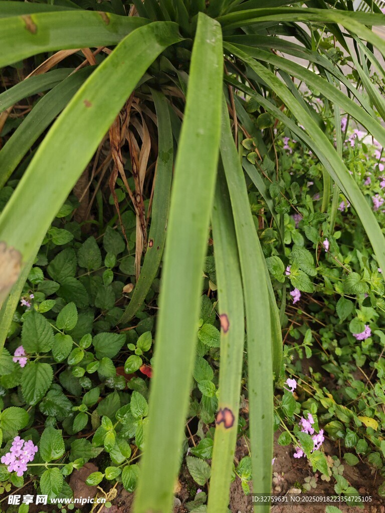 绿叶丛中绽放的紫色小花