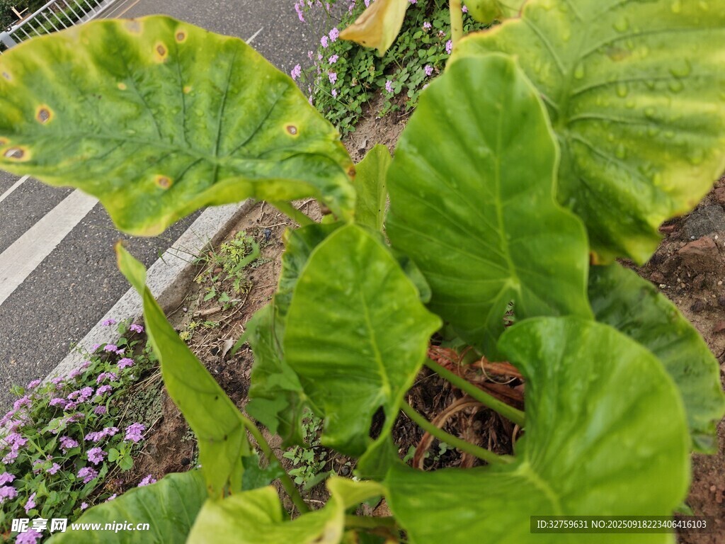 绿叶植物特写