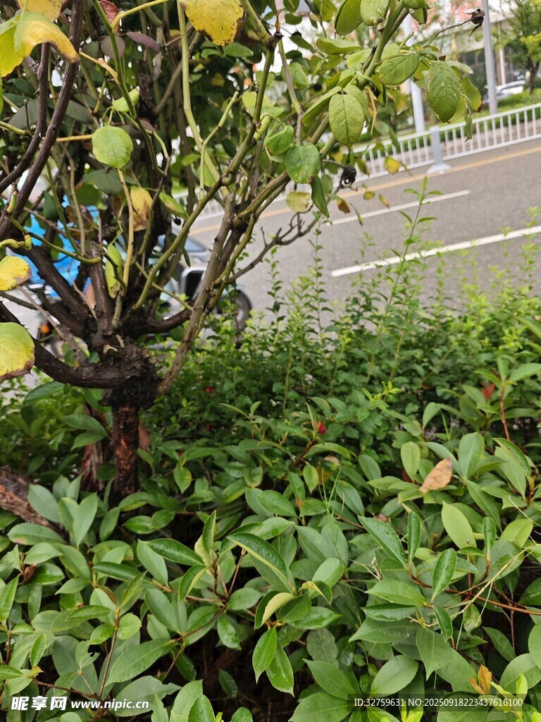 路边绿植中的黄色果实