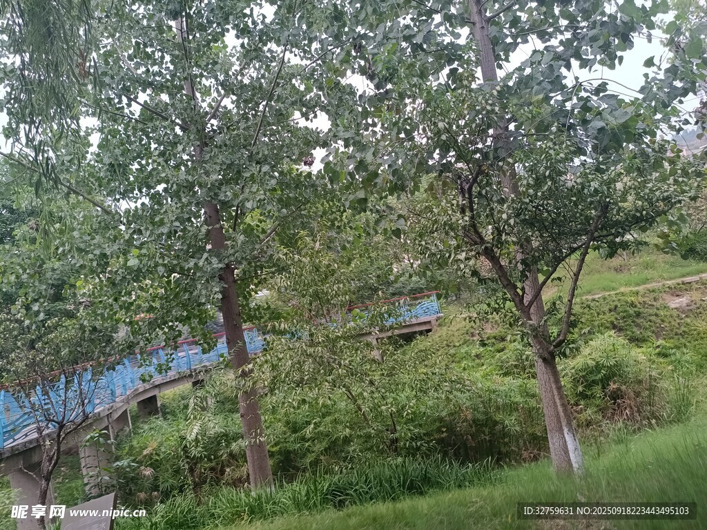 绿意盎然的树林景观