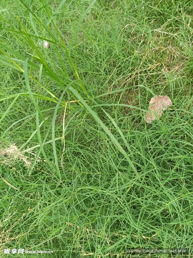 翠绿草地中的零星小花