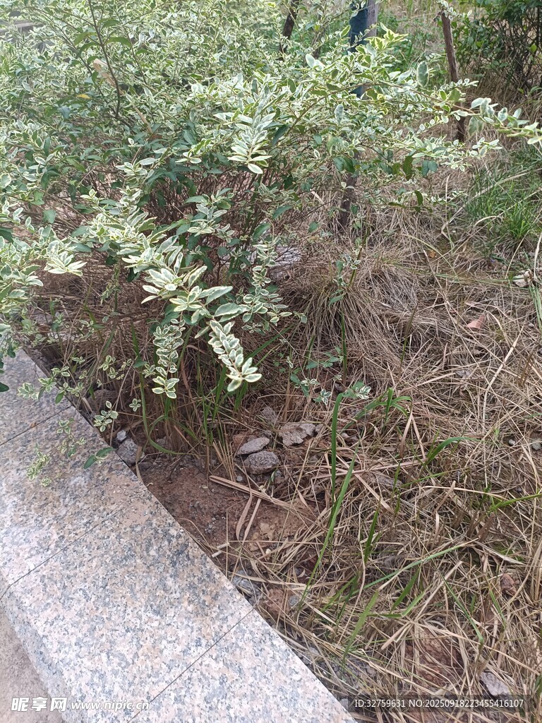 路边绿植景观