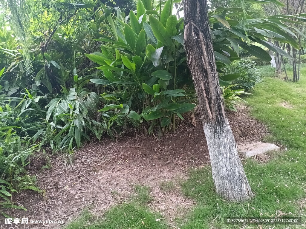 树下绿植景观