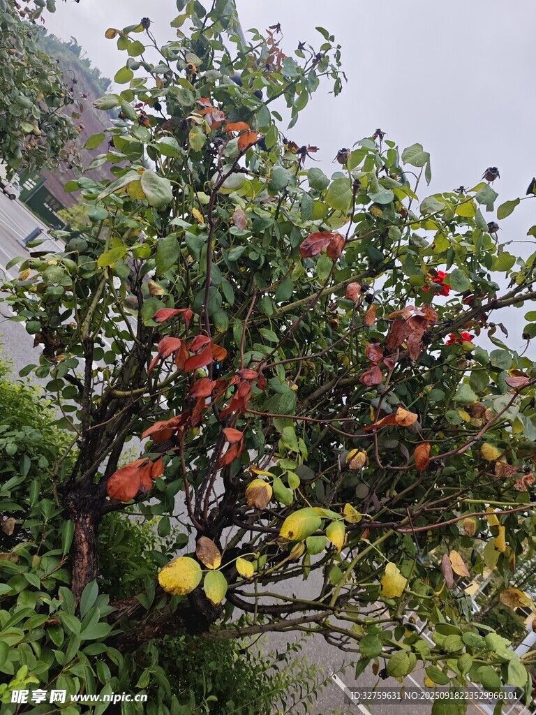 硕果累累的多彩果树