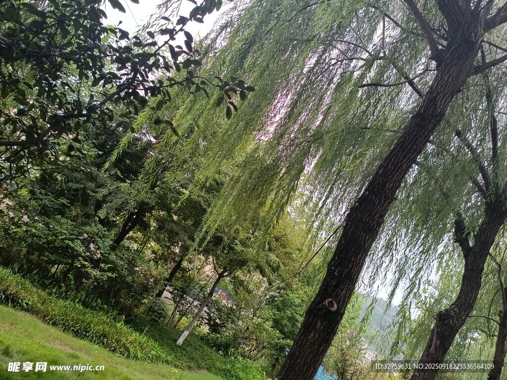 垂柳依依的绿意园林景观