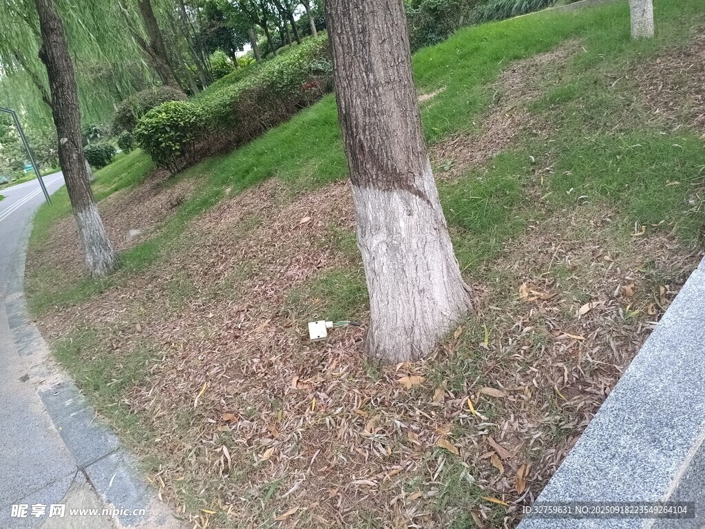 路边树干下的绿化场景