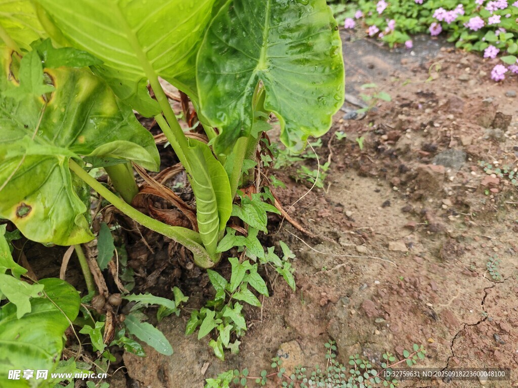 绿叶植物生长于泥土间
