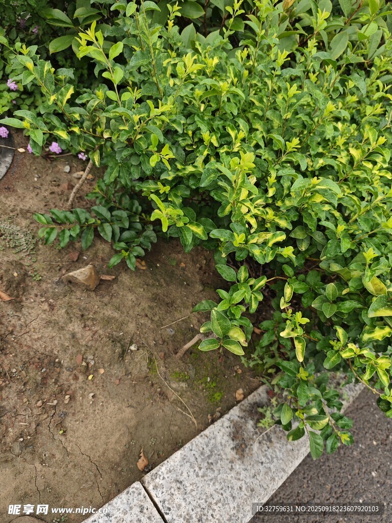 路边翠绿植物与裸露泥土