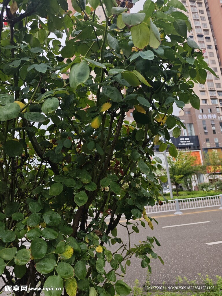 路边绿叶繁茂的果树