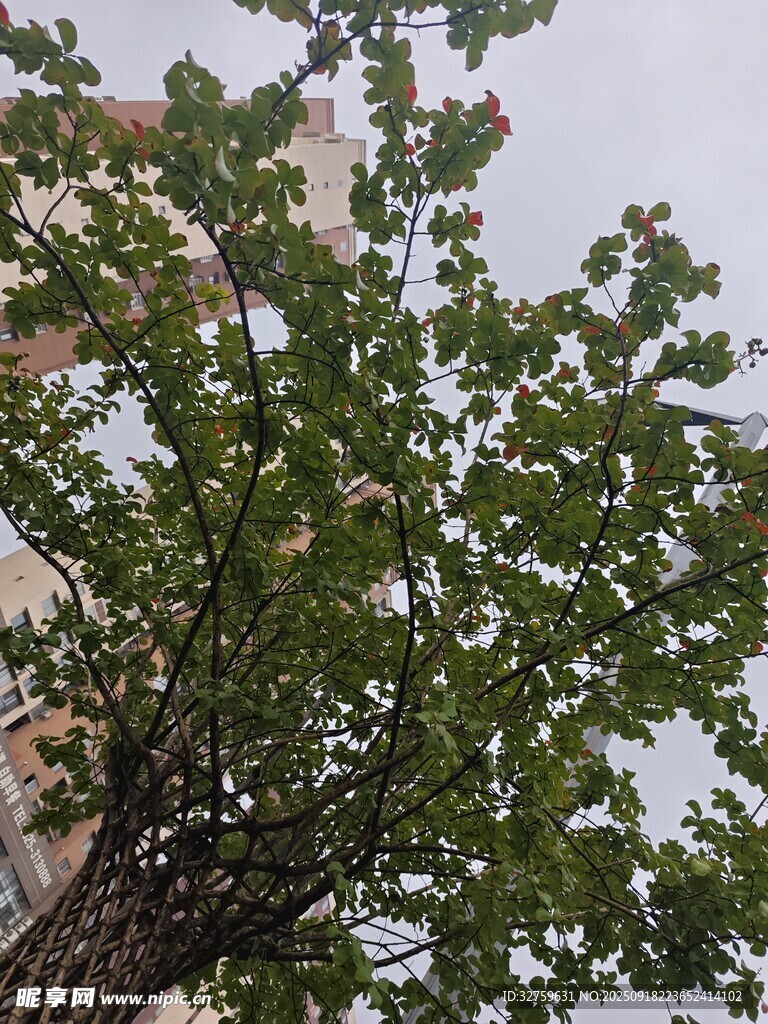 仰视视角下的繁茂绿树