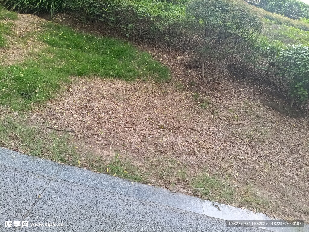 路边草地与灌木丛景观