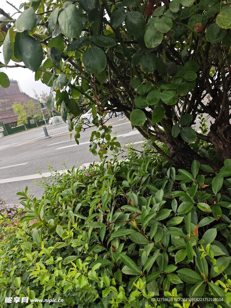 路边繁茂绿植景观