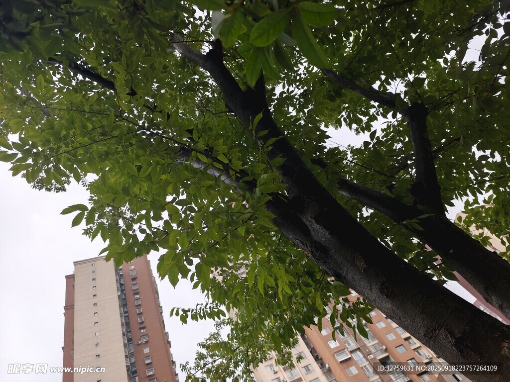 高楼间的繁茂绿树
