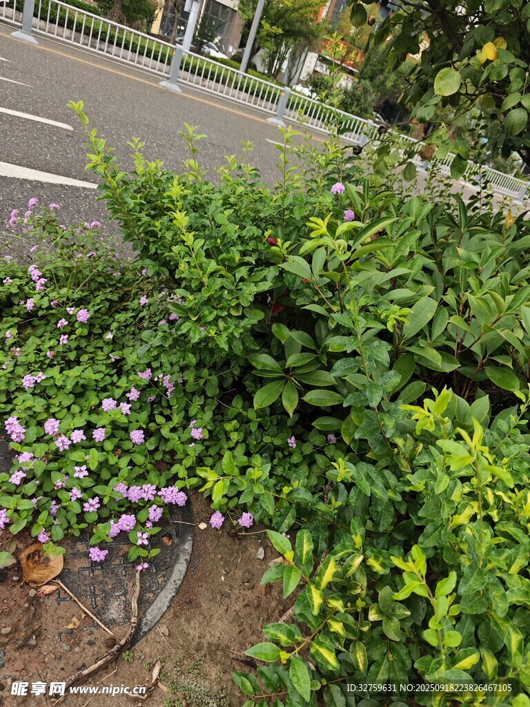 路边绿植与紫色小花景致