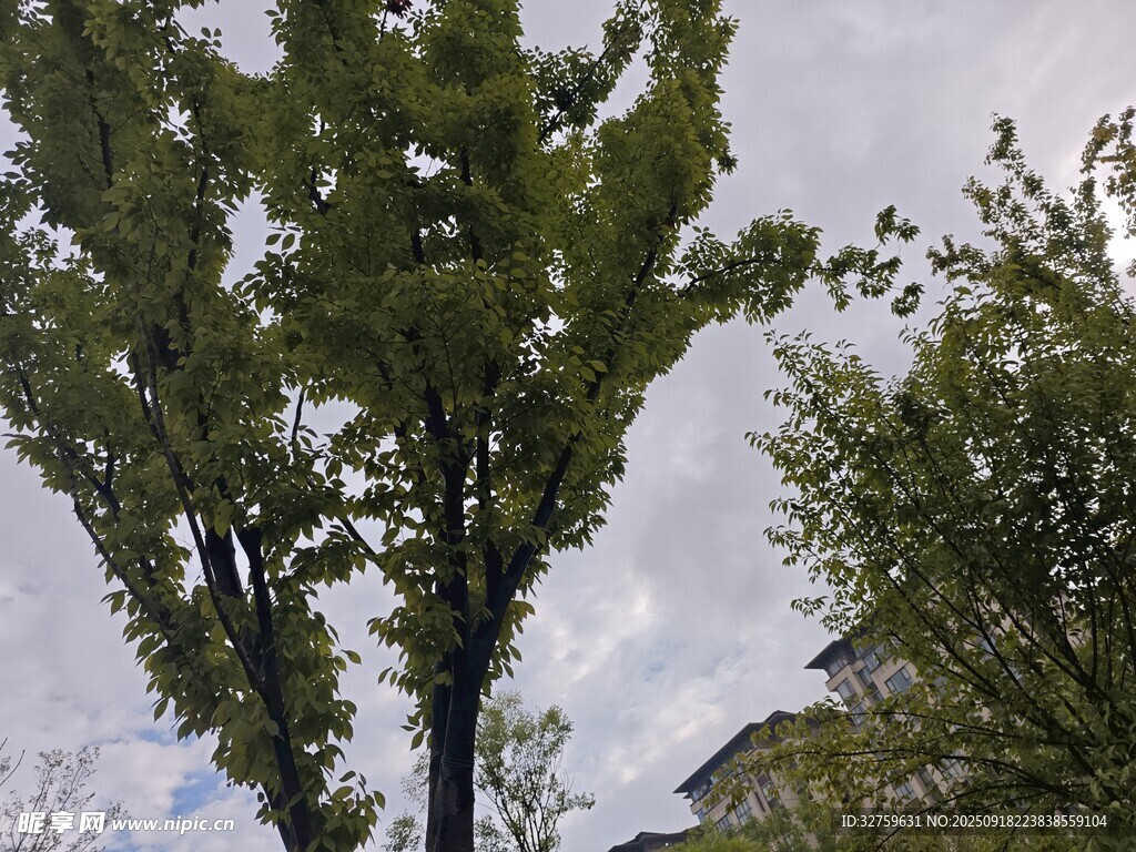 挺拔绿树映蓝天