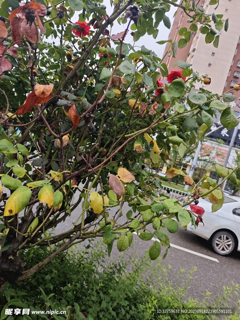 路边绽放的鲜艳石榴花