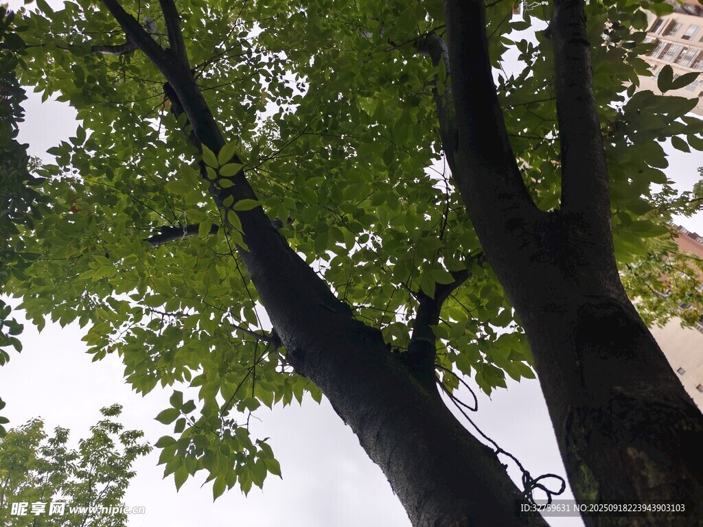 仰视视角下的繁茂绿树