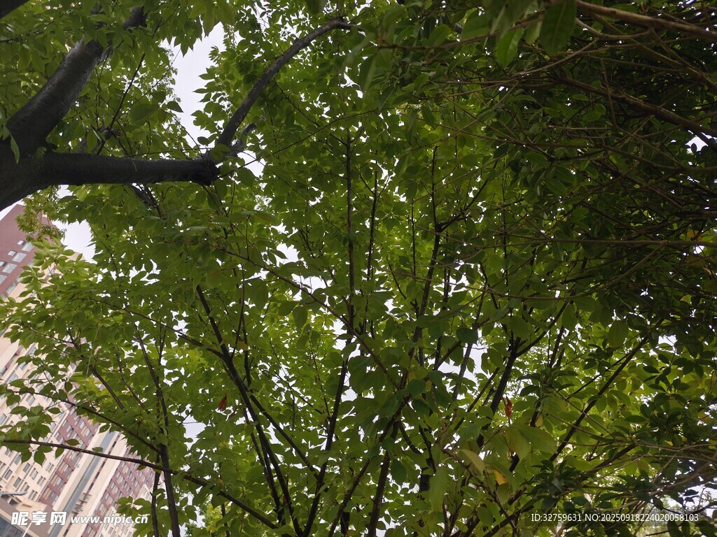仰视绿树与高楼