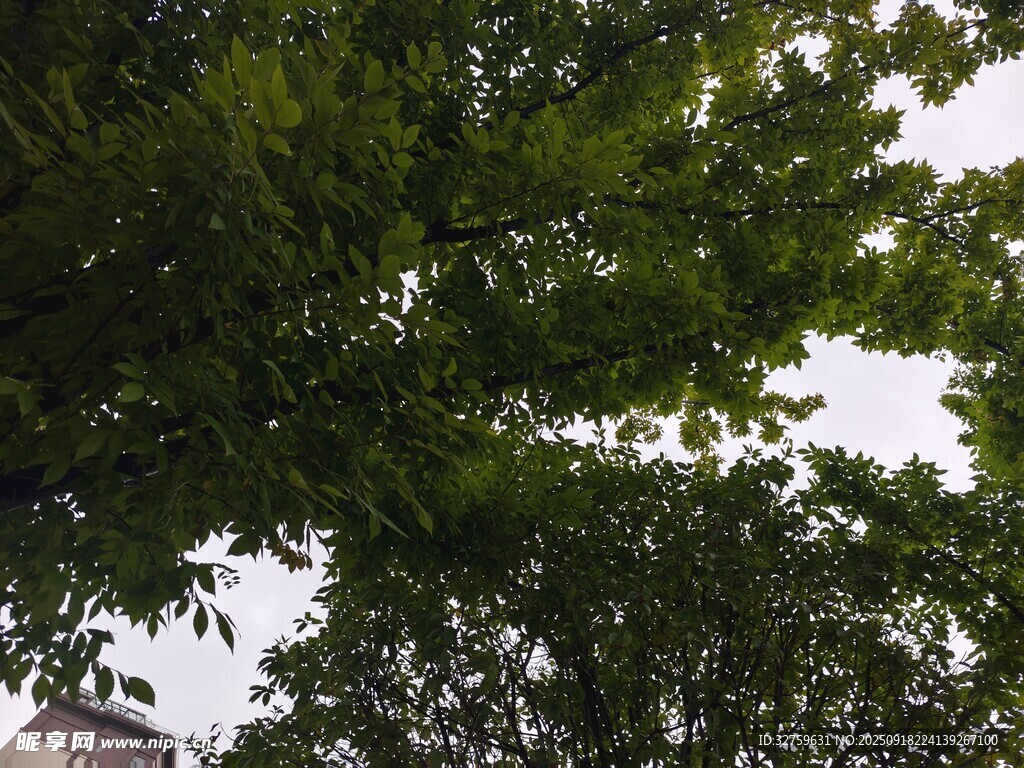 仰视繁茂绿树