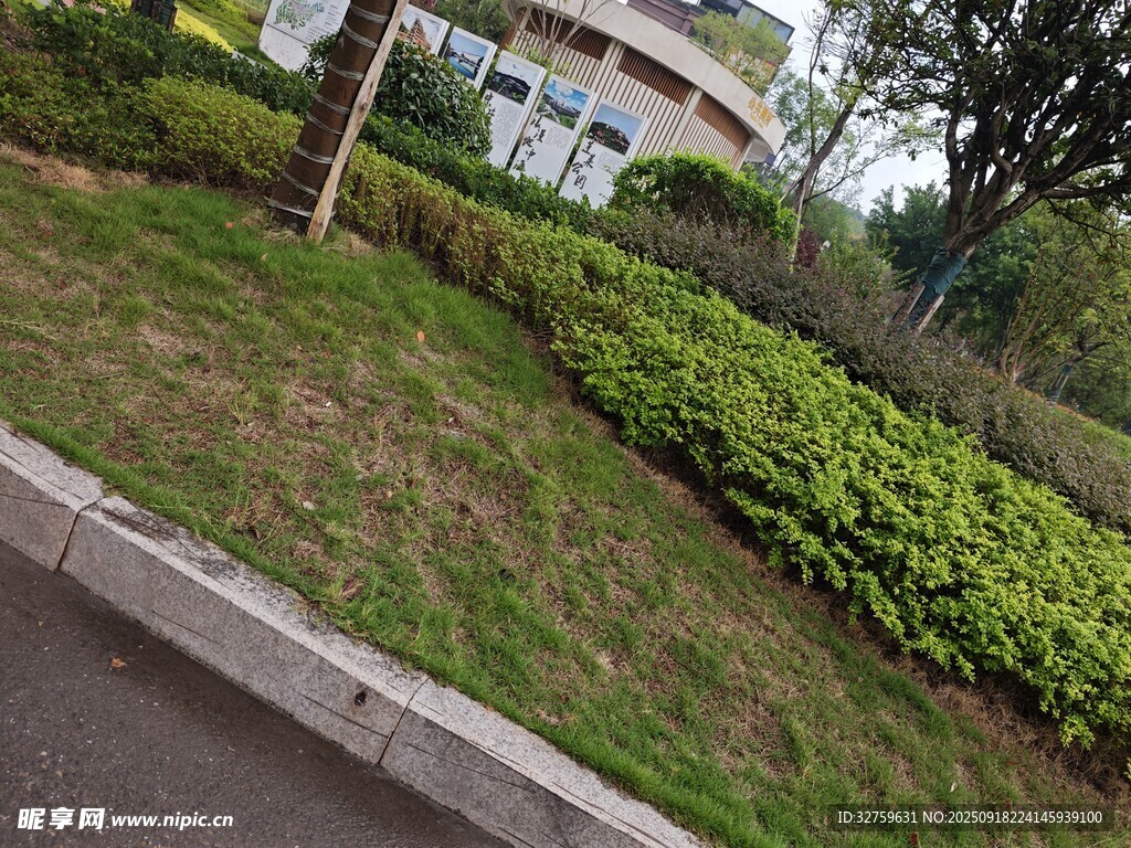 路边绿植景观