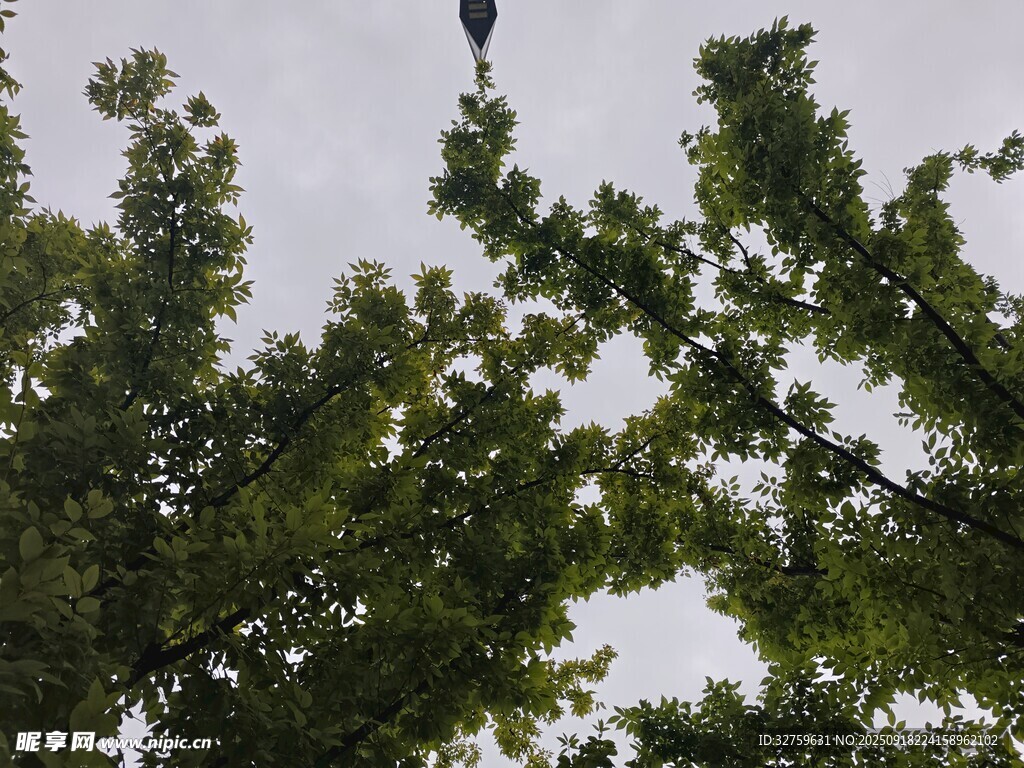 仰视绿树间的天空景象