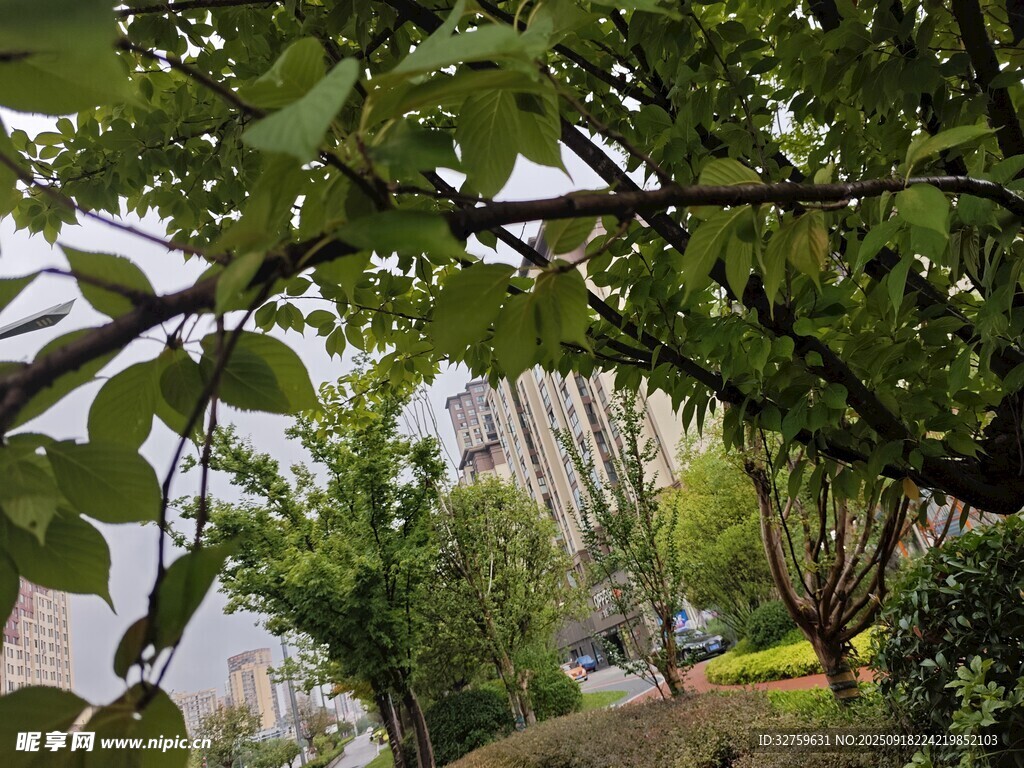 绿树掩映下的城市景致