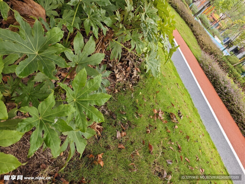 路边绿植景观