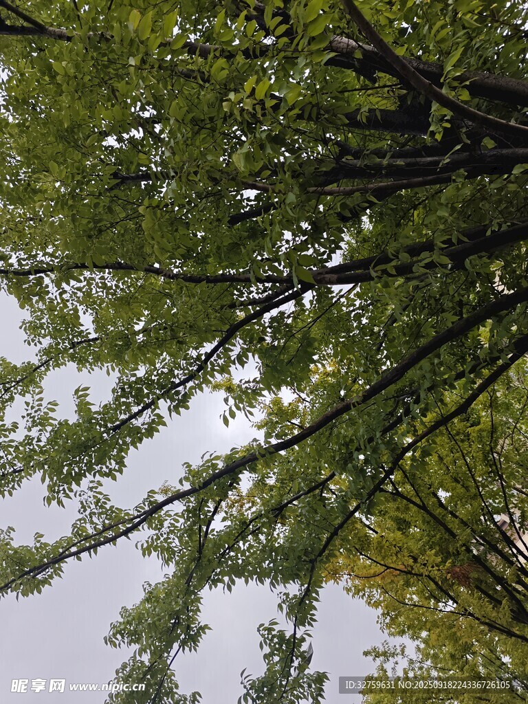仰视繁茂树枝与绿叶