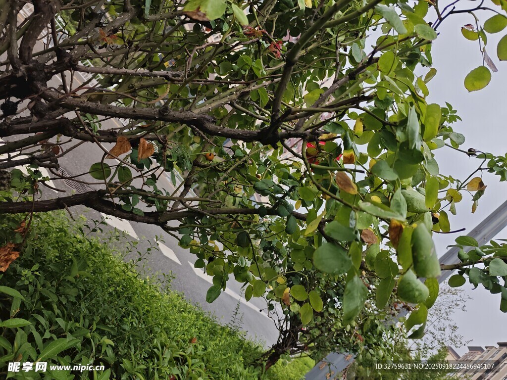 枝头绿叶间的果实景象