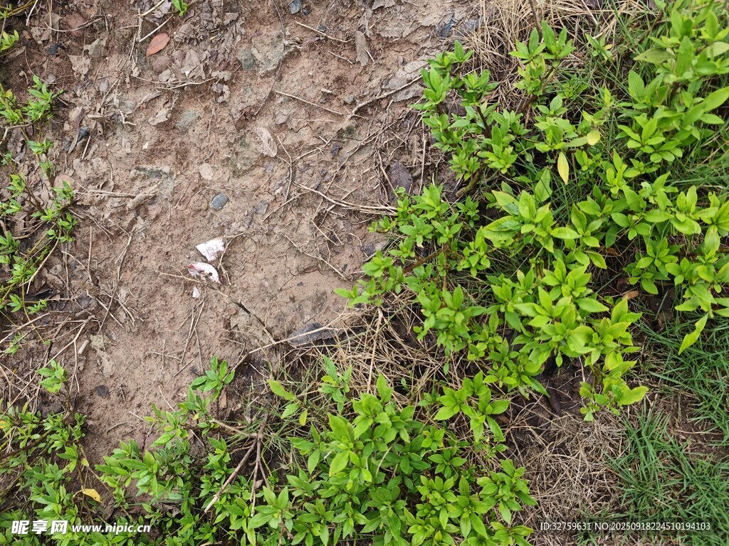 地面绿植与裸露泥土景象