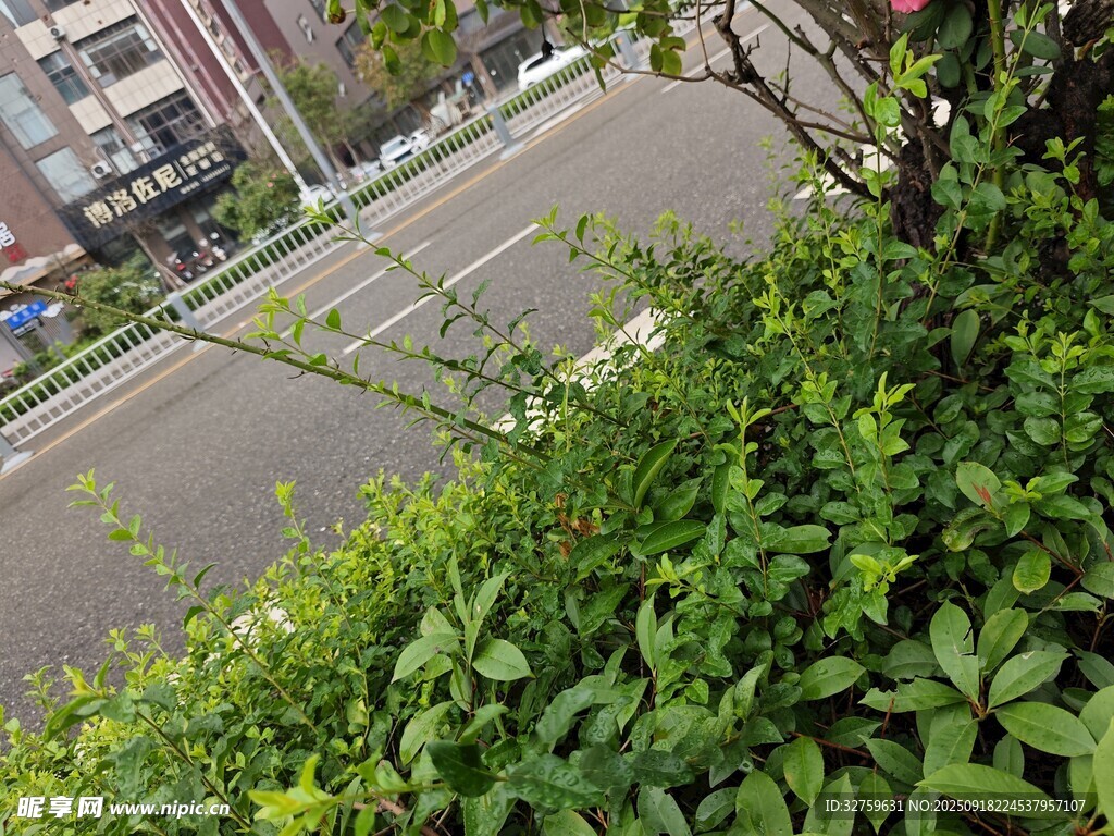 路边绿植景观