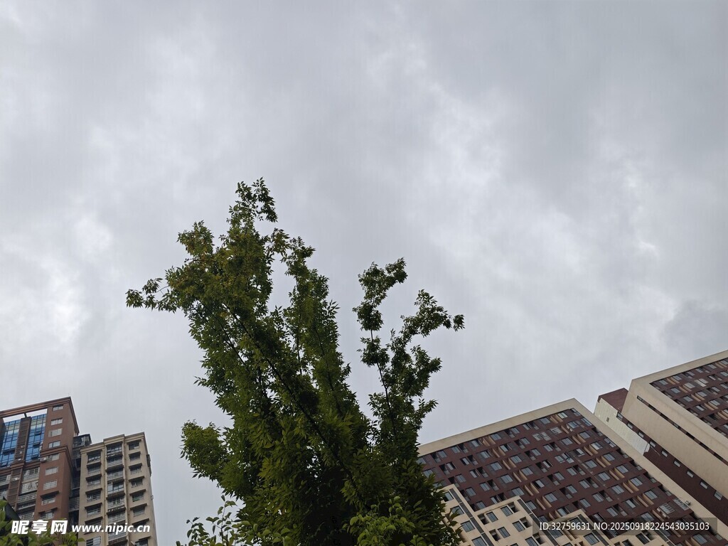 高楼间的绿树