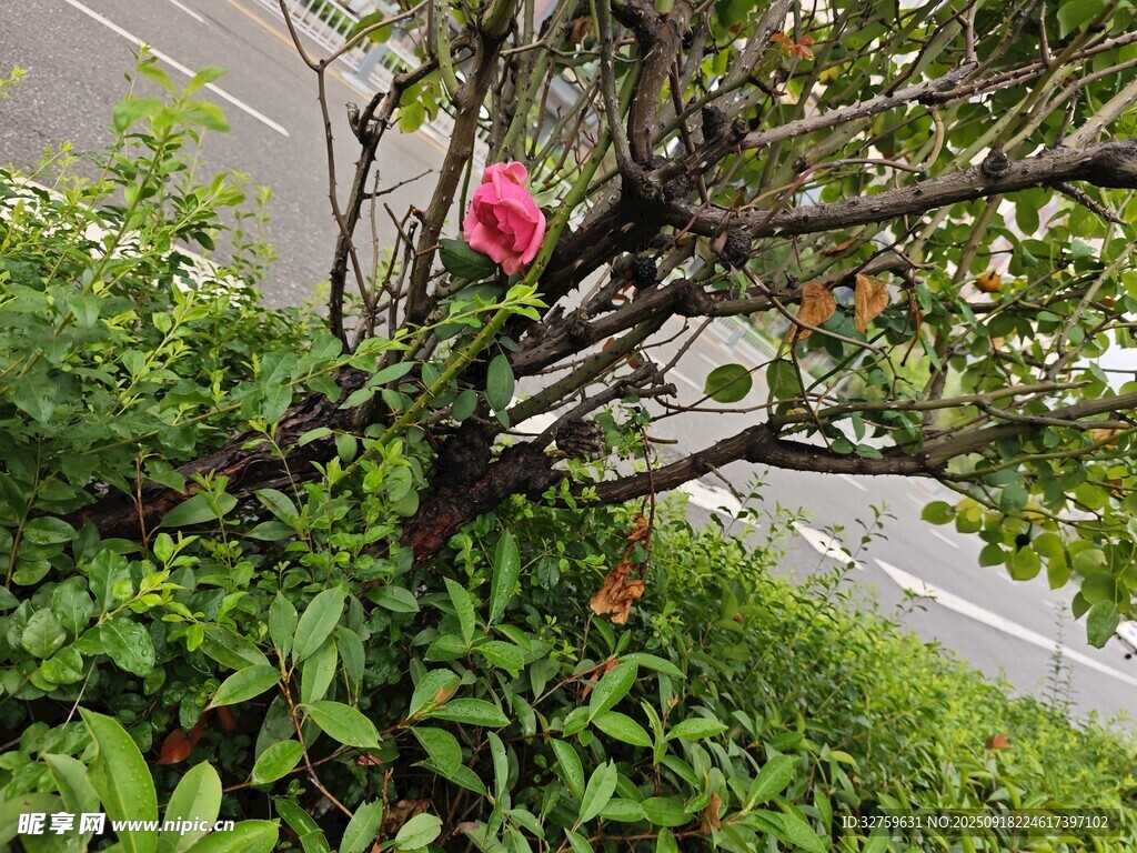 路边绽放的娇艳红花朵
