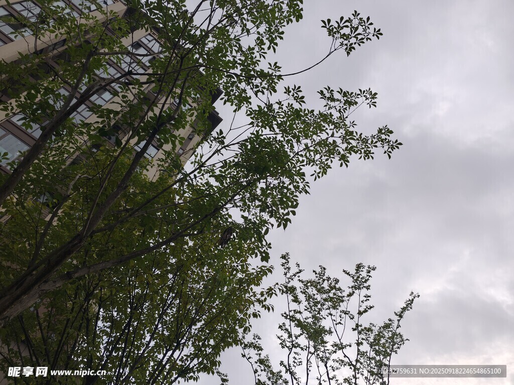 绿树映灰天的自然景致