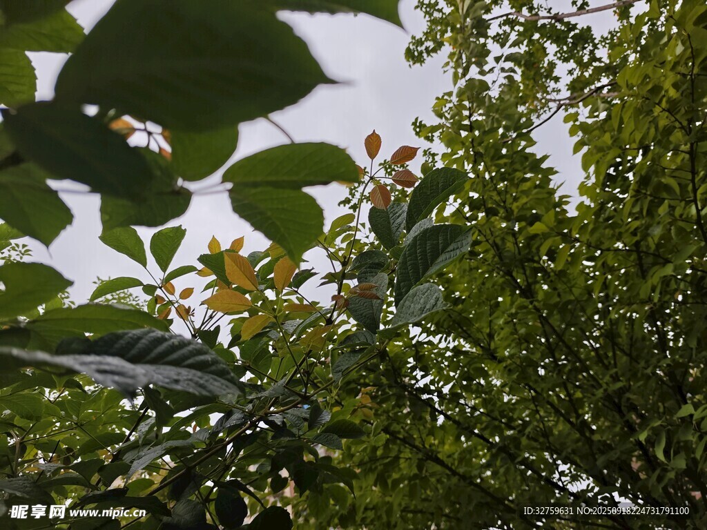 绿叶繁茂的自然景象