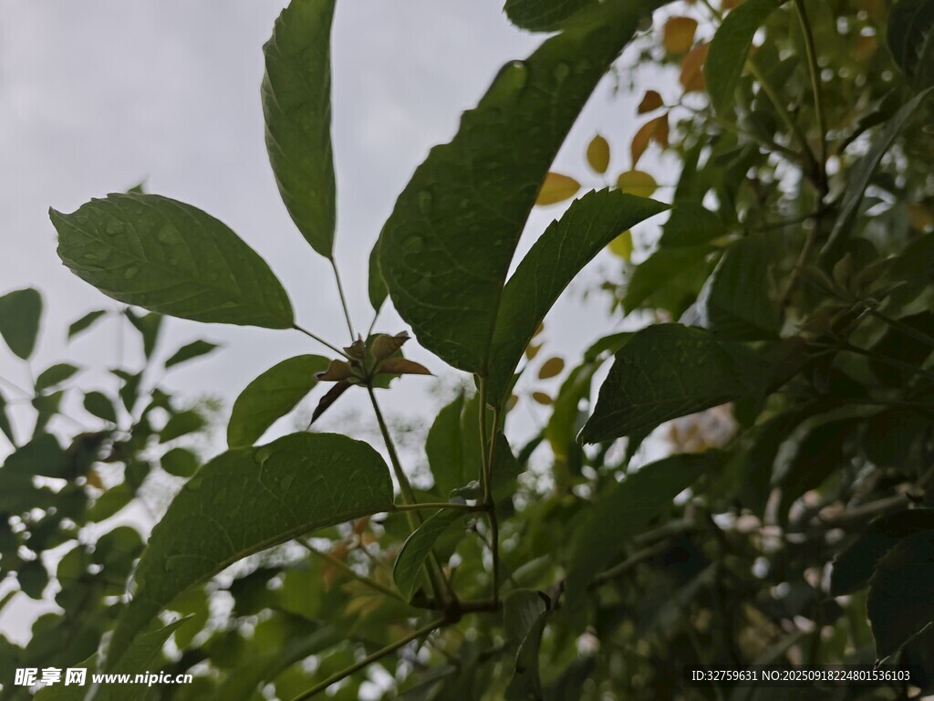 绿叶繁茂的植物景象