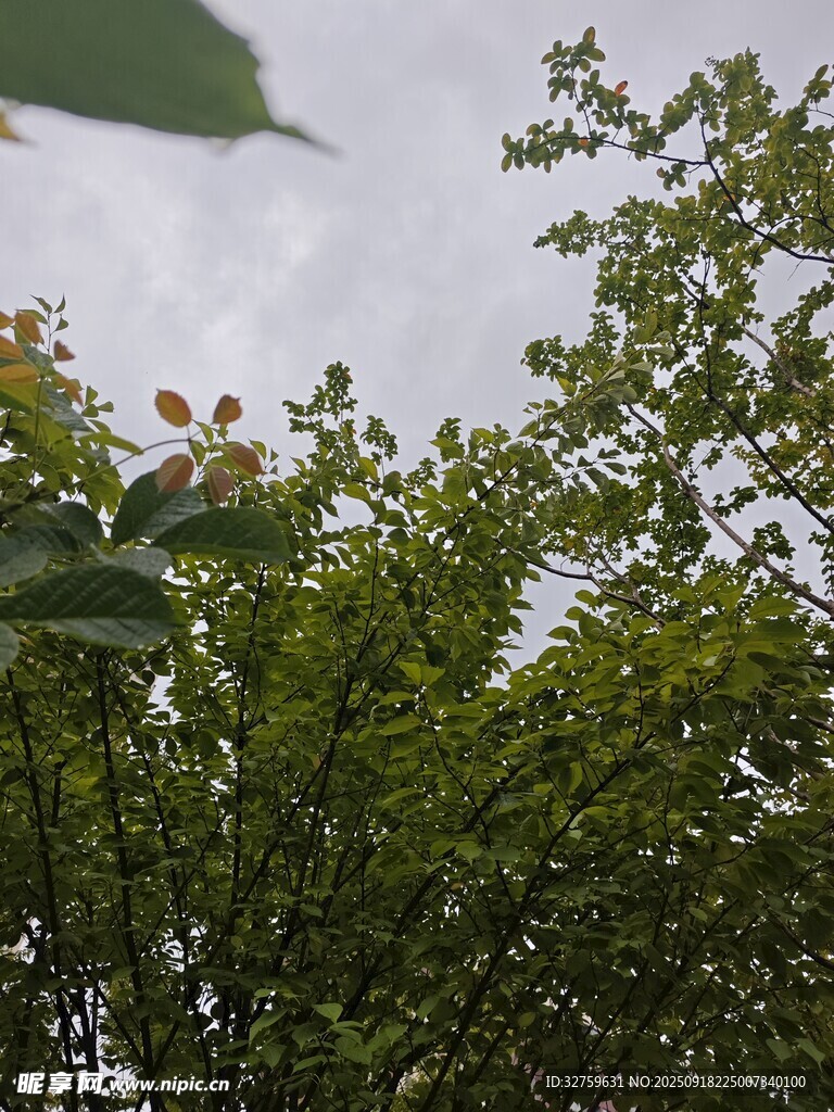 绿叶间的花朵