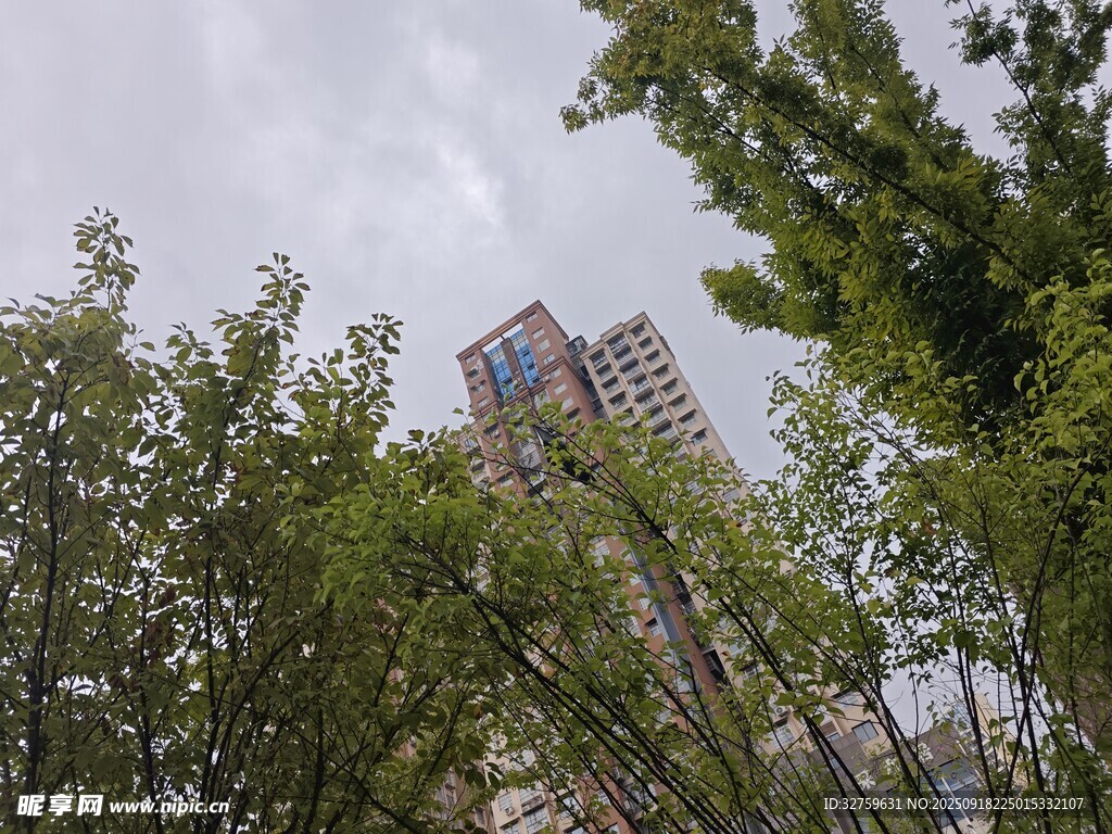 透过绿树望高楼
