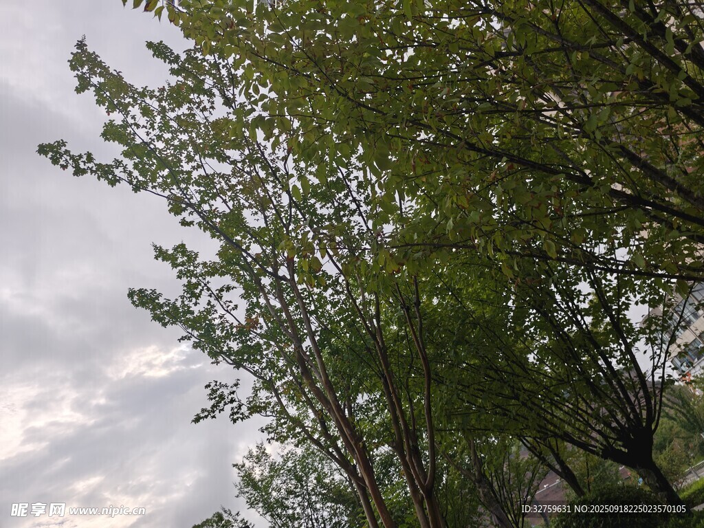 绿树映天 