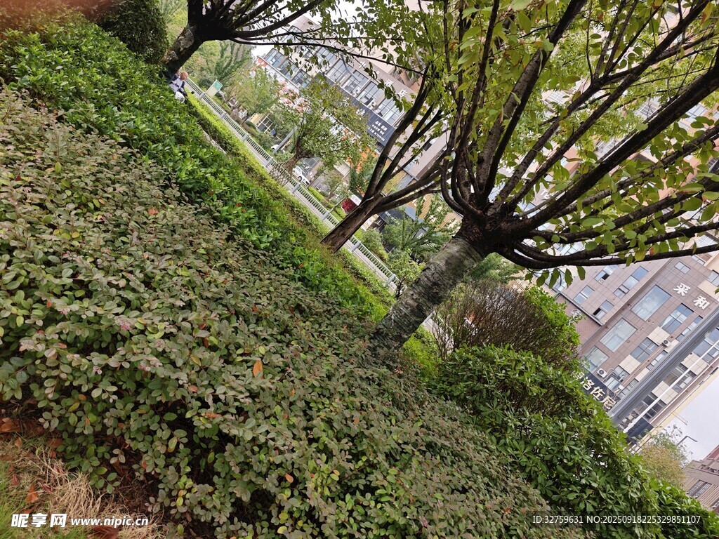 城市绿植景观一角
