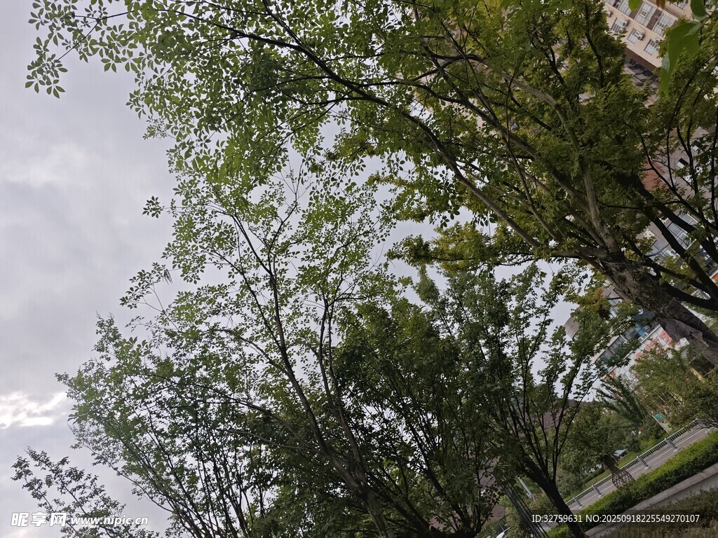 繁茂绿树与天空相映成趣