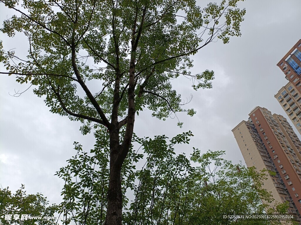 城市中挺拔的绿树