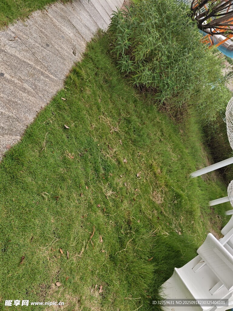 俯瞰庭院中的绿草与植物